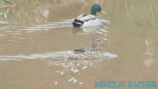 Canard colvert